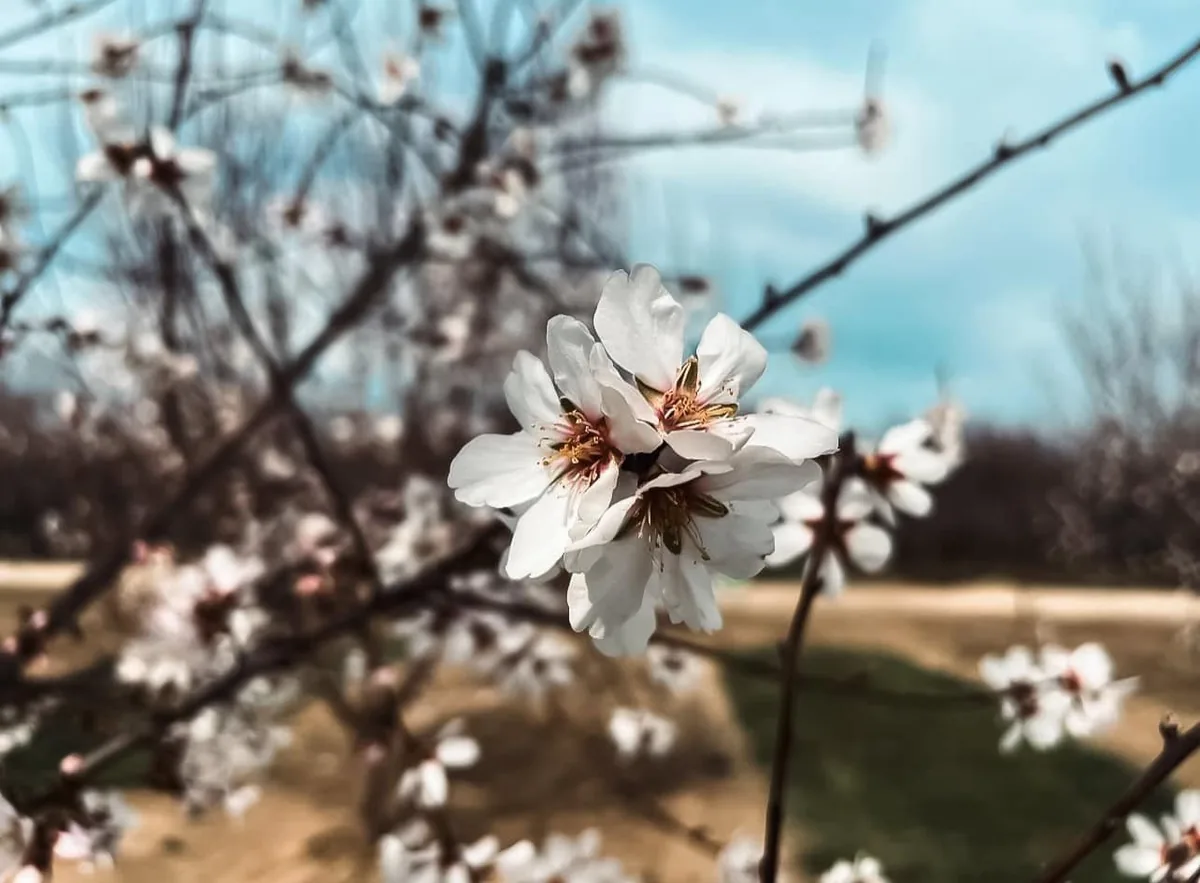 Blossom, which is where the season starts
