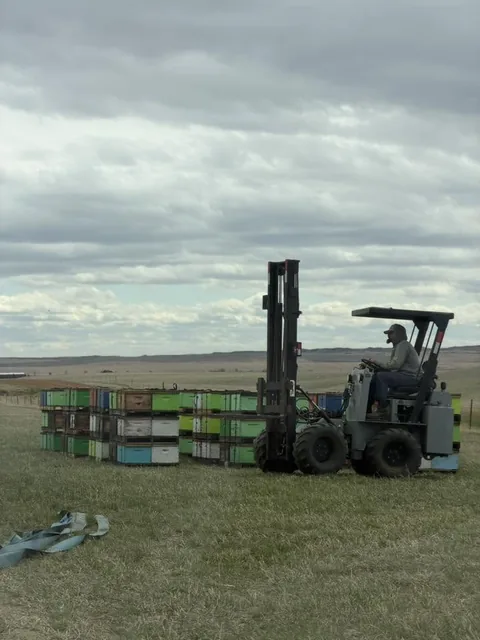 Pallets of hives going onto the truck