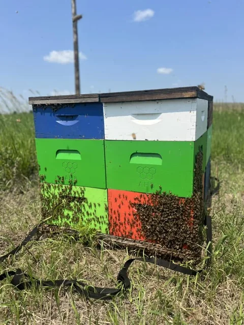 A cluster on the face of a hive