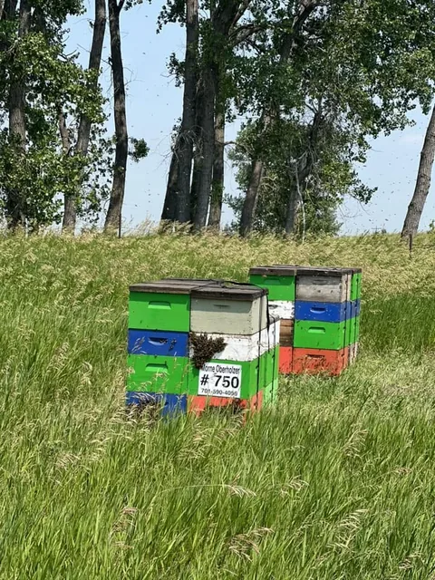 A single hive out in the grass
