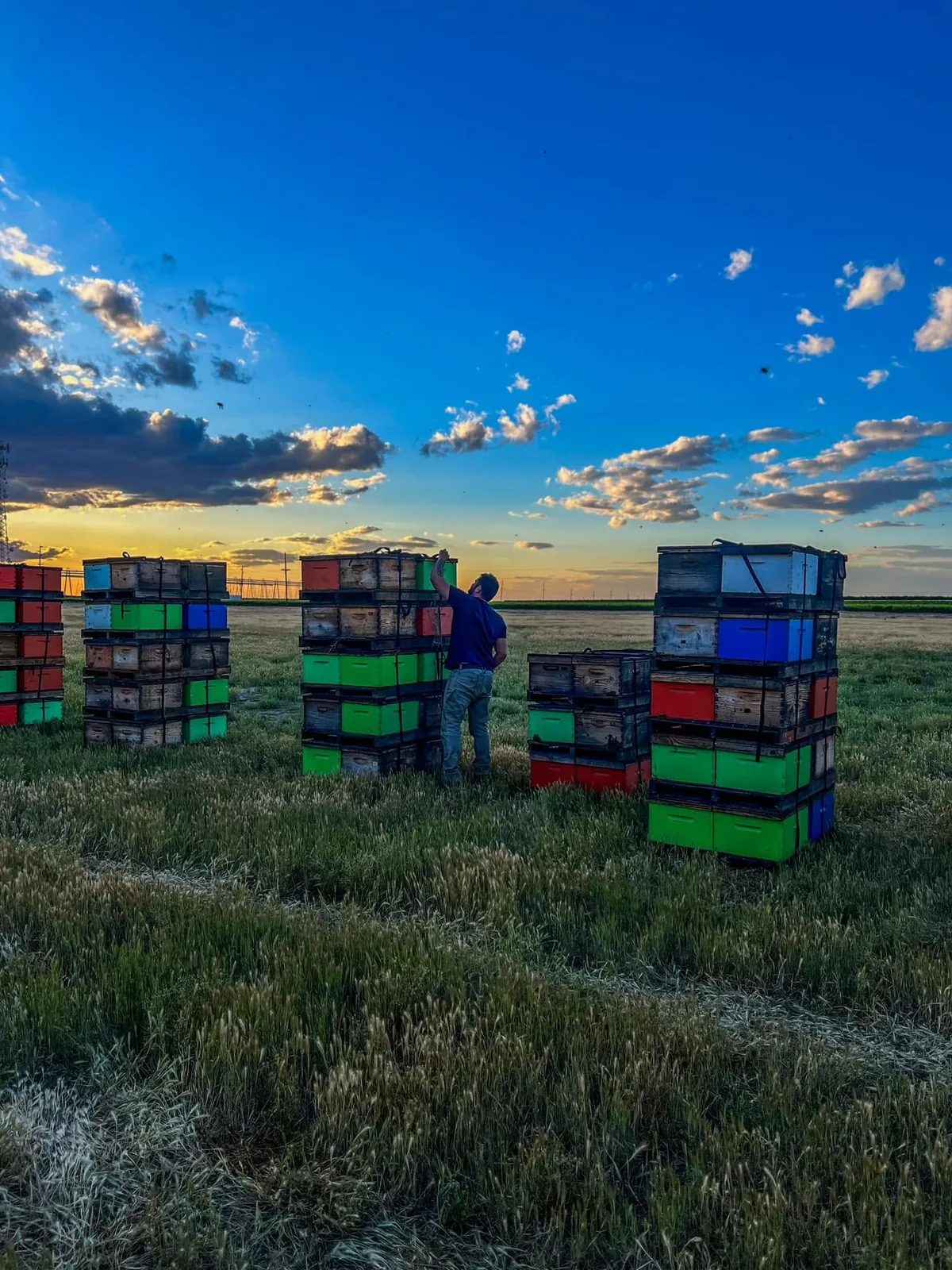 A yard of painted boxes under a prairie sky
