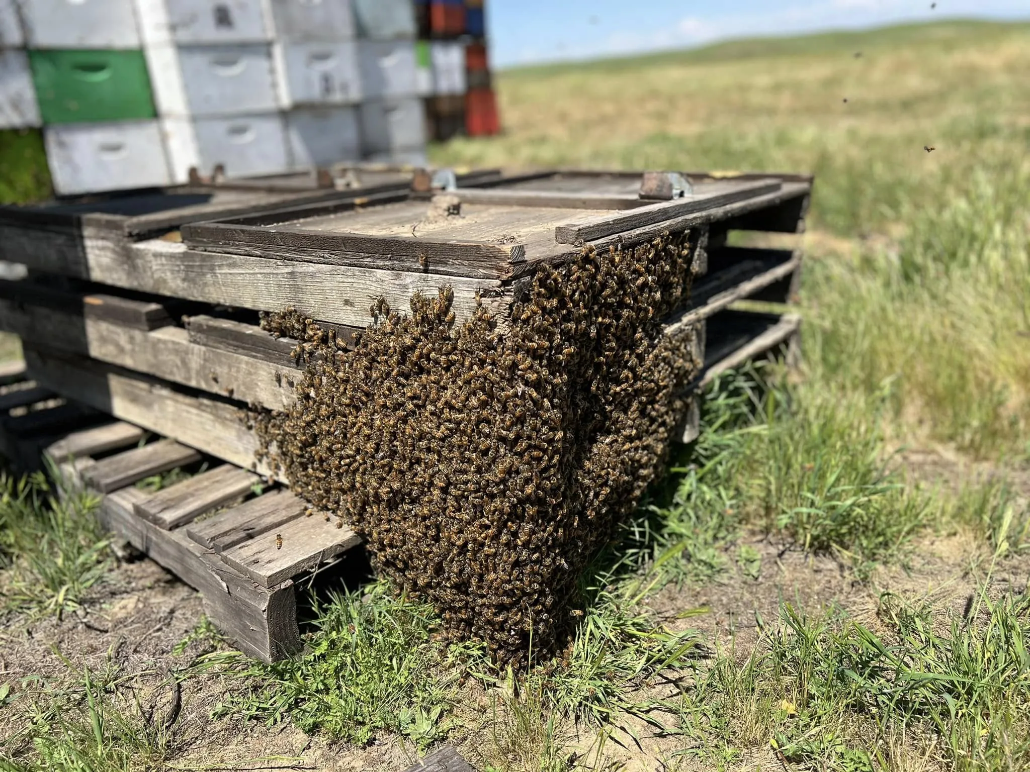 Bees working the front of the boxes