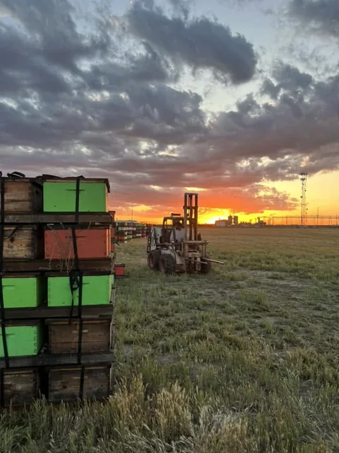 The yard at sunset