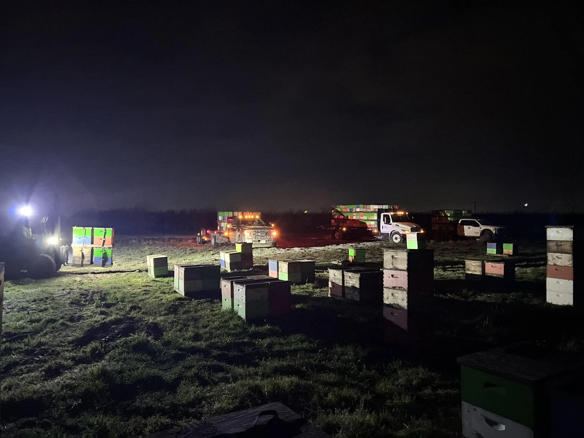 Hives move at night, when every bee is home