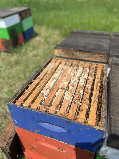 A frame lifted out of an open hive